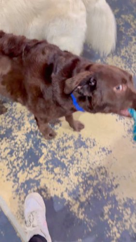 Video post from k9playtimedoggydaycare.