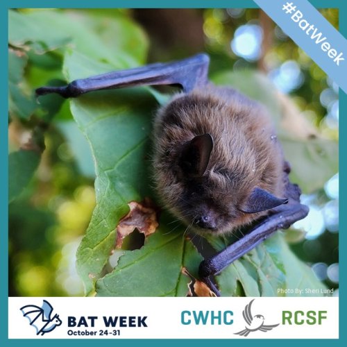 Photo post from cwhcrcsf.