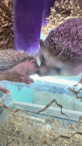 Video post from njexoticpets.