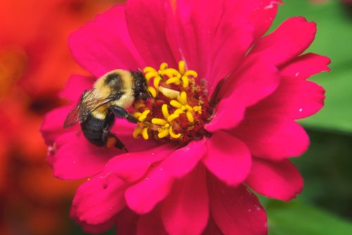 Photo post from camaspollinatorsupply.