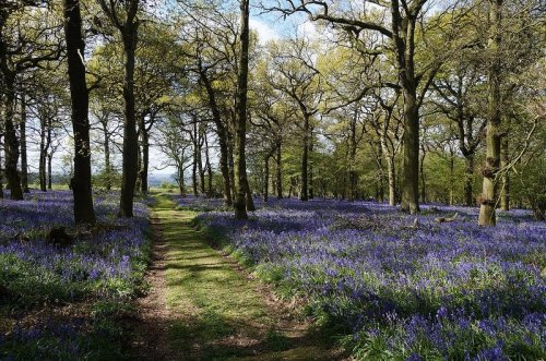 Carousel post from bramleynewspaper.