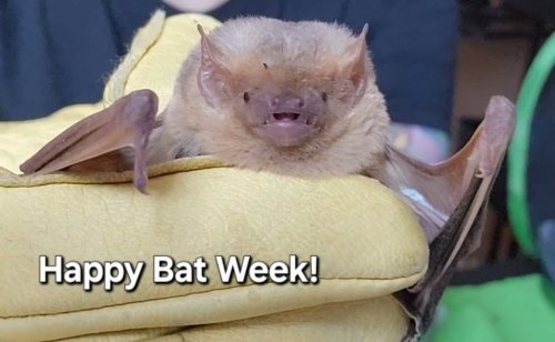 Photo post from azbatrescue.