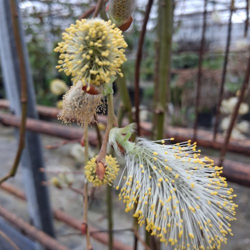 Carousel post from charellagardens.