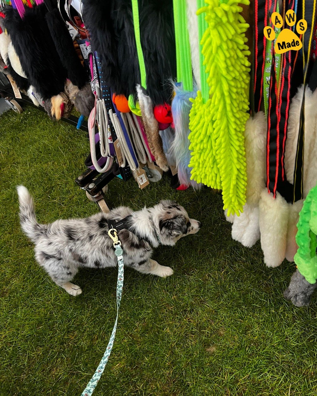 Photo post from pawstrading.
