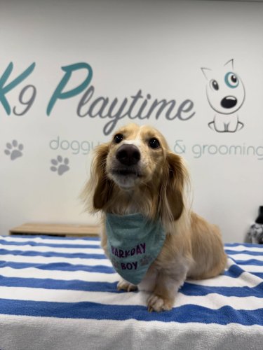 Carousel post from k9playtimedoggydaycare.