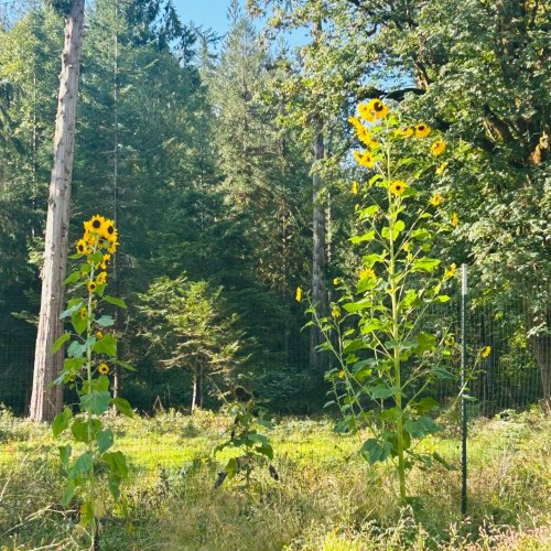 Photo post from hungryhollowfarm.