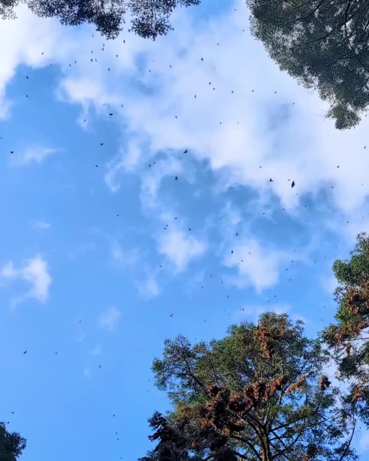 Carousel post from gardenforwildlife.