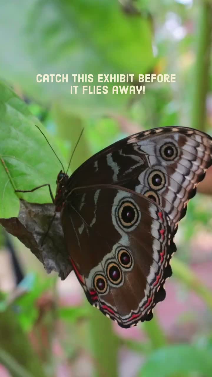 Video post from visittucson.