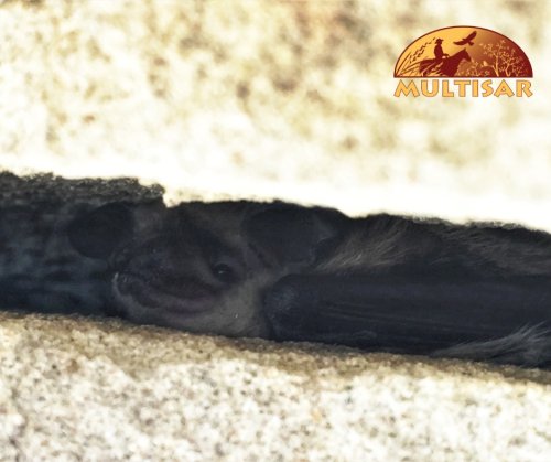 Carousel post from multisar_ab.