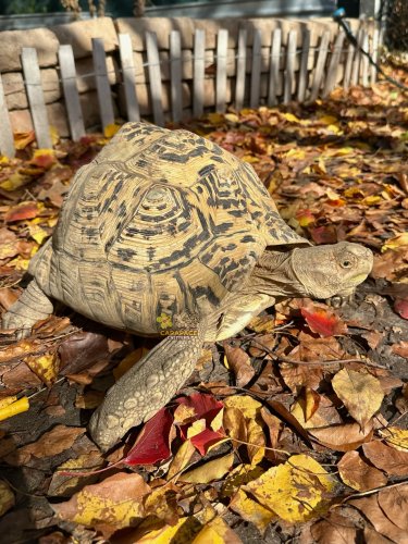 Photo post from carapacecritters.