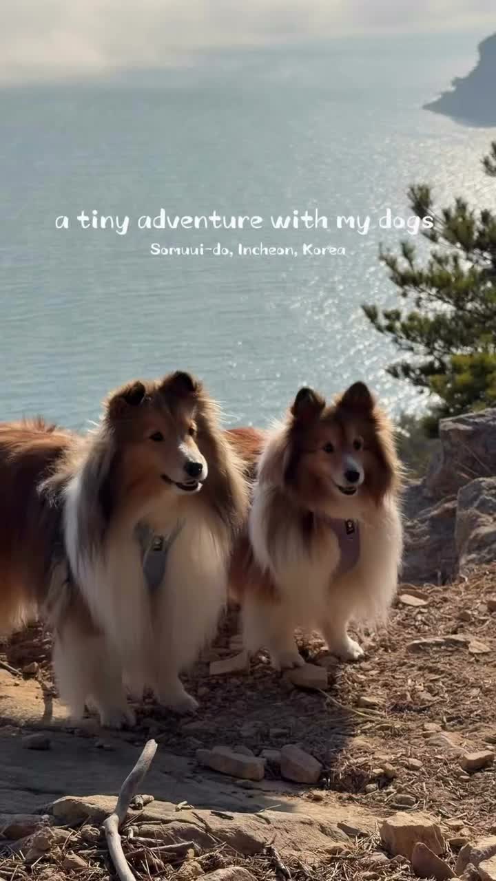 Video post from sheltie_haru.