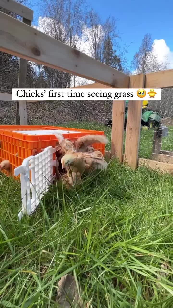 Video post from hungryhollowfarm.