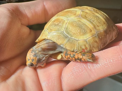 Photo post from carapacecritters.