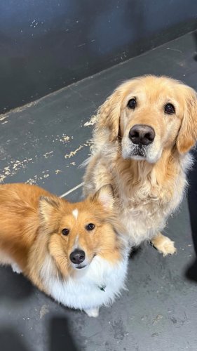 Video post from k9playtimedoggydaycare.