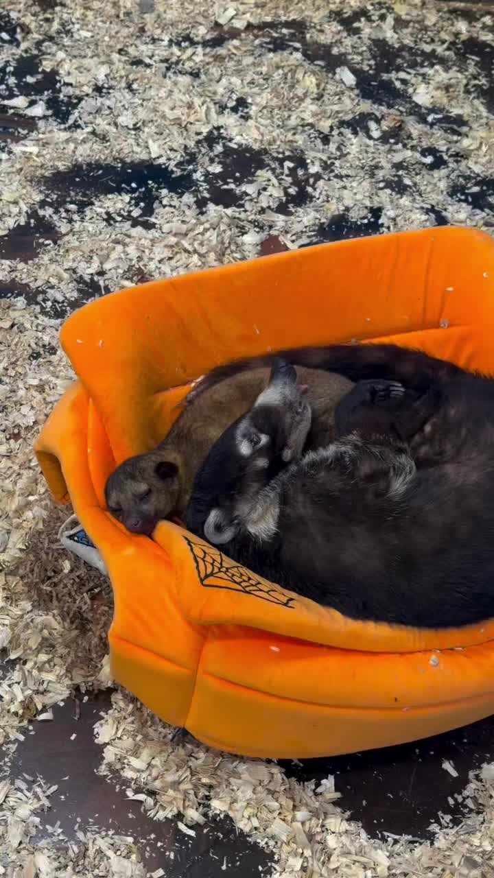 Video post from njexoticpets.