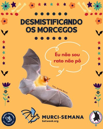 Carousel post from mulheresnaquiropterologia.