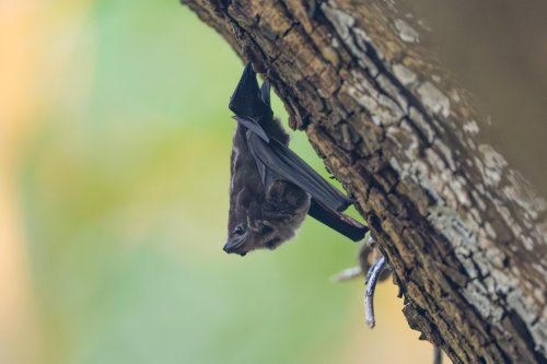 Carousel post from josegabrielwildlife.