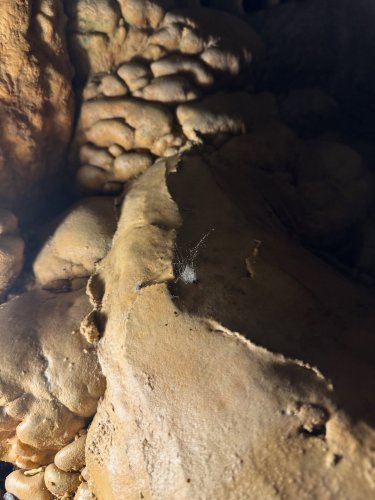 Photo post from bridalcave.