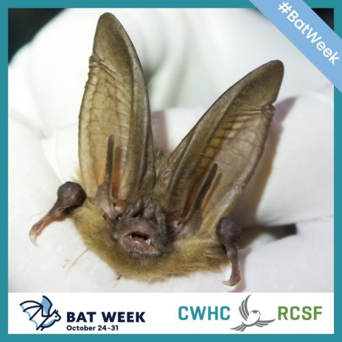 Photo post from cwhcrcsf.