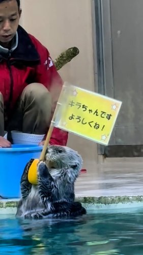 Video post from mijumaru025.