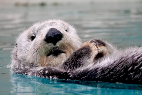 Photo post from kiokikiod.