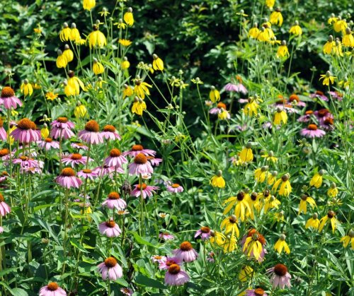 Photo post from camaspollinatorsupply.