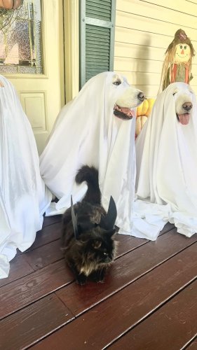 Video post from charliethetherapy.