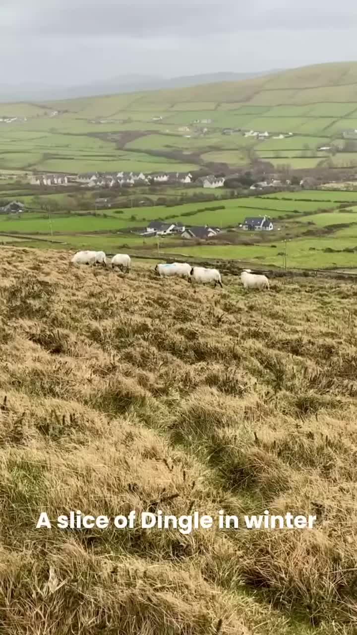 Video post from dinglepeninsulatourism.