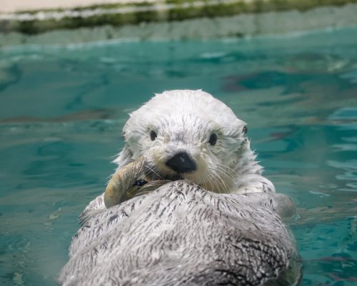 Photo post from manekiinu.