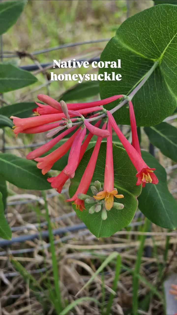 Video post from aboutsixacres.