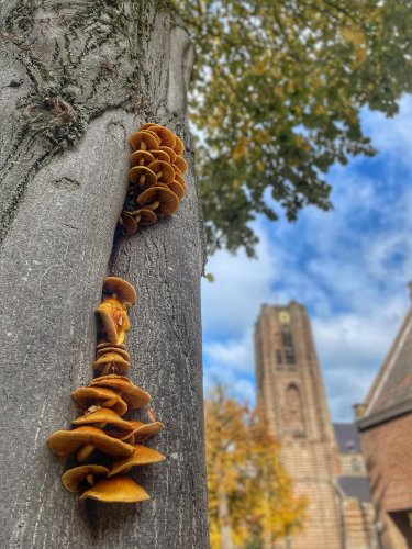 Photo post from visitoirschot.