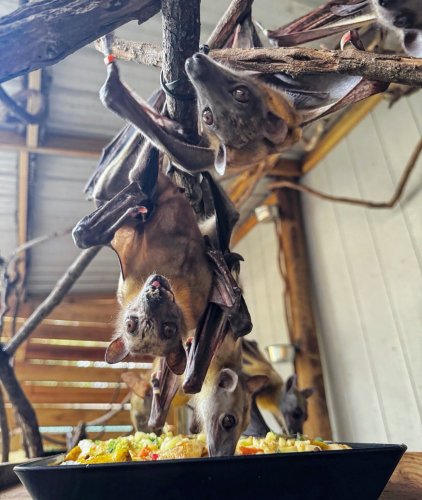 Photo post from nfwctally.