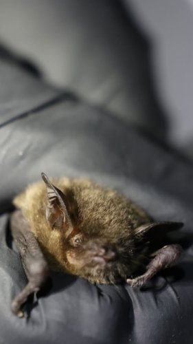 Video post from infishwildlife.