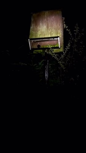 Video post from nocturnal.biologist.