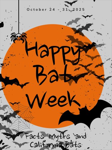 Carousel post from battygonebatty.