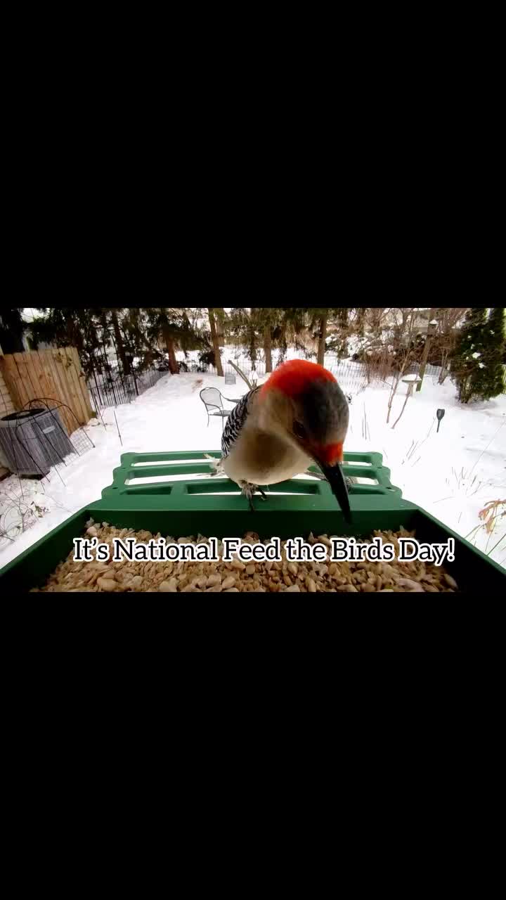 Video post from backyardcolumbus.