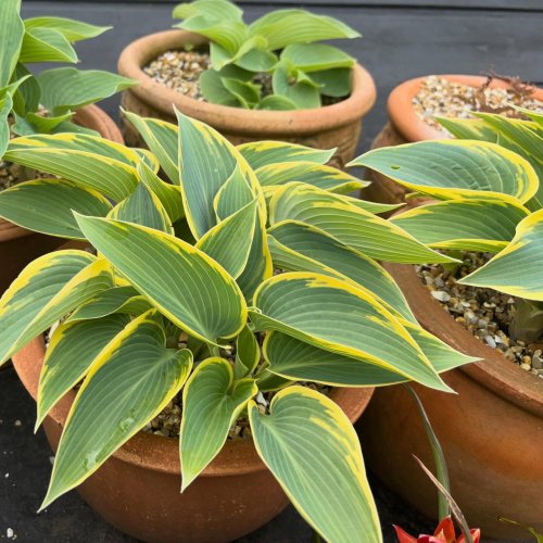 Photo post from gardenhousebrighton.