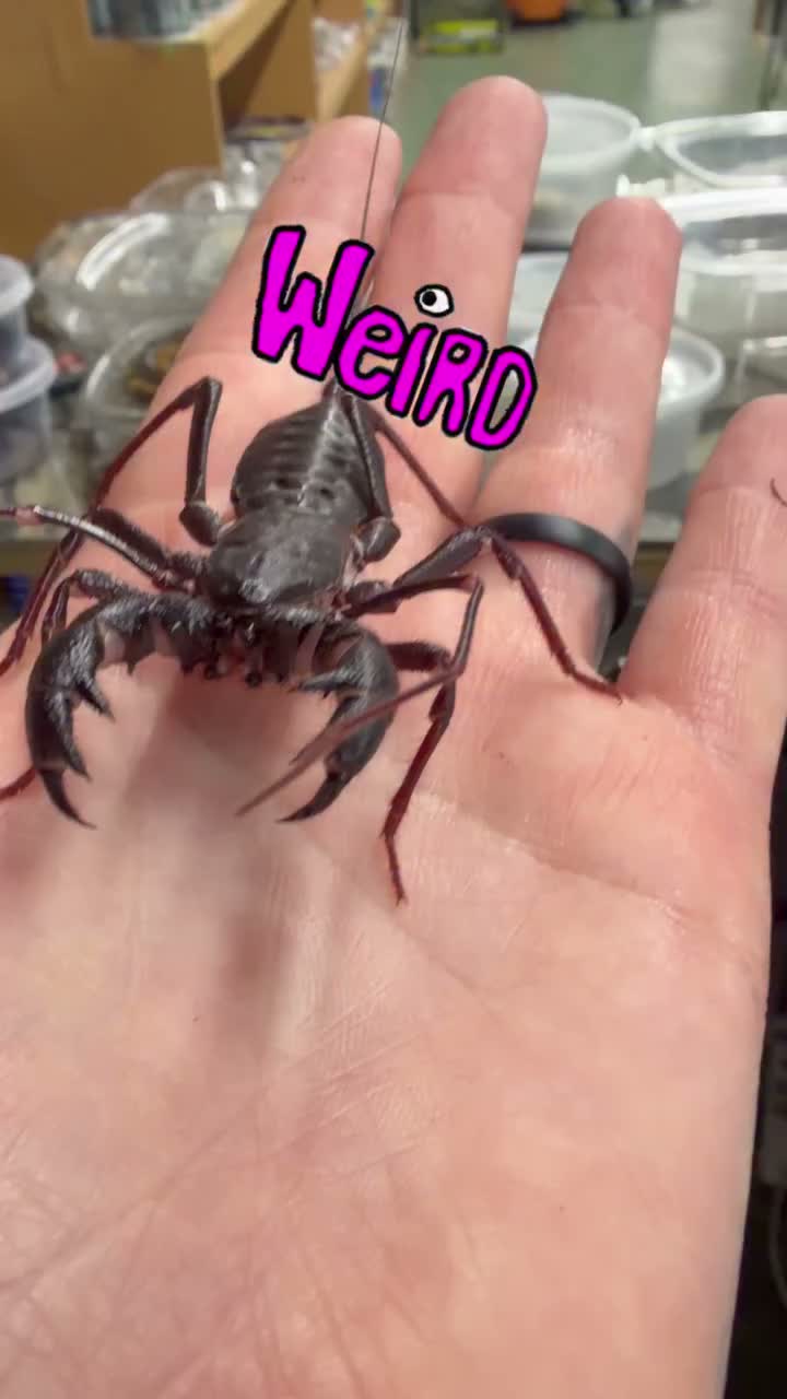 Video post from njexoticpets.