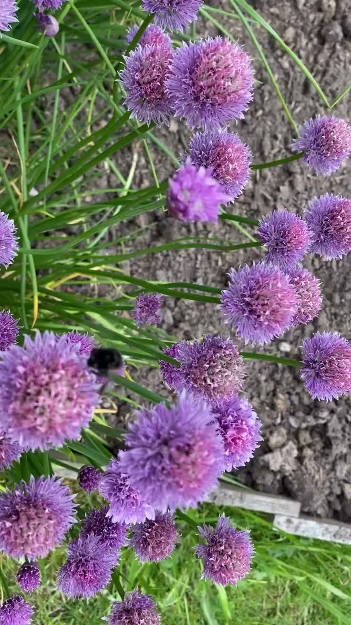 Video post from thompson_little_home_sweethome.