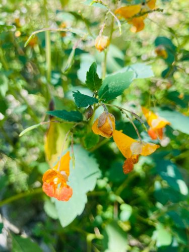 Photo post from forestcitynativegardens.