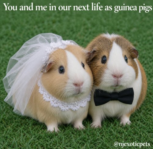 Photo post from njexoticpets.