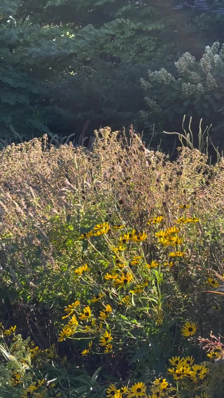 Video post from noticing__nature.