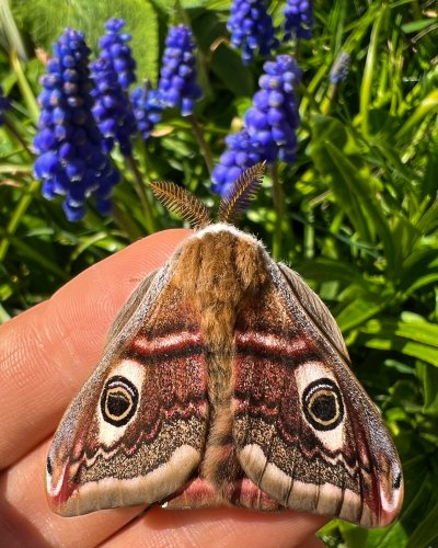 Carousel post from garden.of.moths.