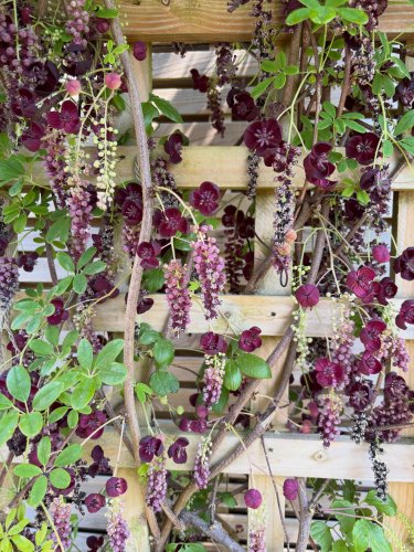 Photo post from gardenhousebrighton.