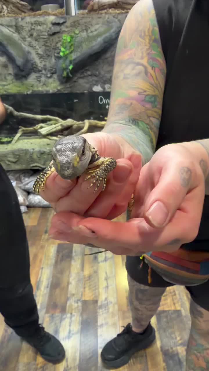 Video post from njexoticpets.