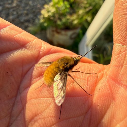 Photo post from alliumgardeners.