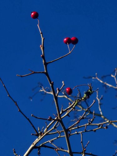 Photo post from thyme.for.nature.