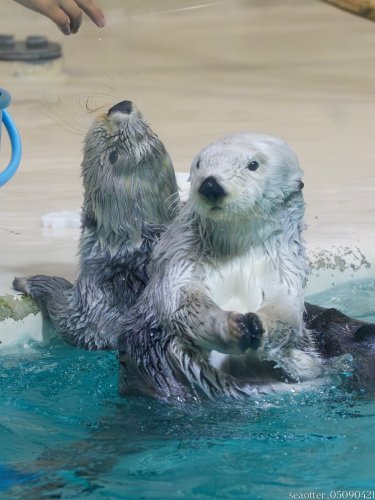 Photo post from seaotter_05090421.