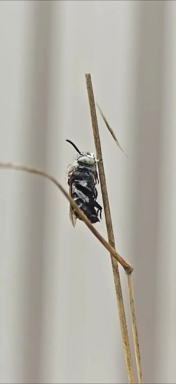 Video post from ninasbees.