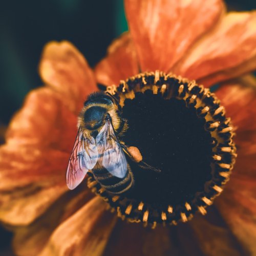 Photo post from itsthebirdnerd.